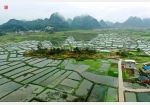 桂林会仙湿地